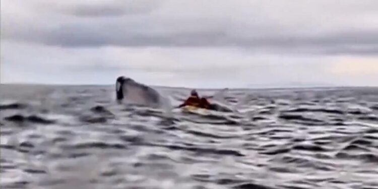 El duro testimonio de Adrián, el joven engullido por una ballena mientras navegaba en kayak: ‘Me estaban atacando para devorarme’