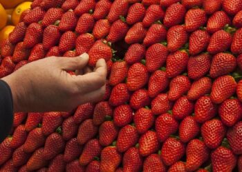 El precio de las fresas se duplica entre el campo y la tienda, según los agricultores
