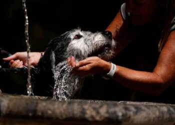 Un programa acoge a los animales de mujeres que huyen de la violencia de género