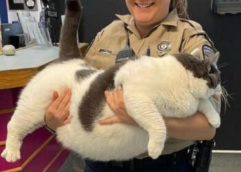 Día internacional del gato: del Antiguo Egipto a la Casa Blanca pasando por Don Gato y su pandilla