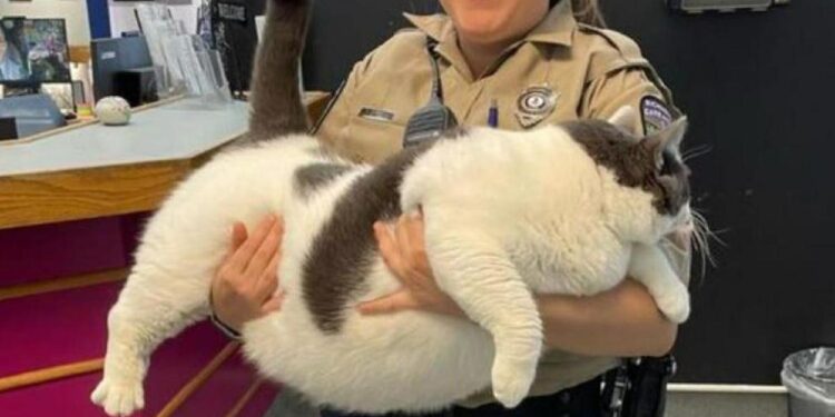 Día internacional del gato: del Antiguo Egipto a la Casa Blanca pasando por Don Gato y su pandilla