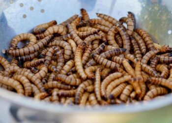 ¿Es cierto que podemos comer harina de gusano sin saberlo?