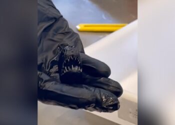 Cuánto mide realmente el pez diablo y otras curiosidades sobre este fascinante animal abisal