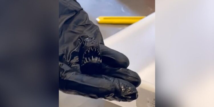 Cuánto mide realmente el pez diablo y otras curiosidades sobre este fascinante animal abisal