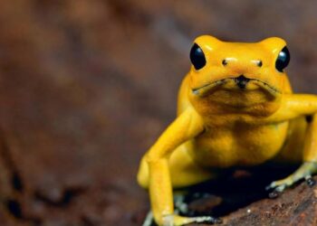 ¿Cuáles son los 13 animales más venenosos del mundo?