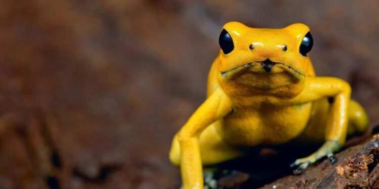 ¿Cuáles son los 13 animales más venenosos del mundo?