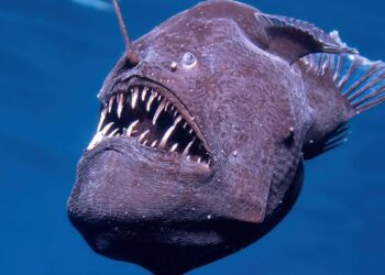Avistado por primera vez vivo un diablo negro adulto en la superficie del mar: ‘Es un pez legendario’