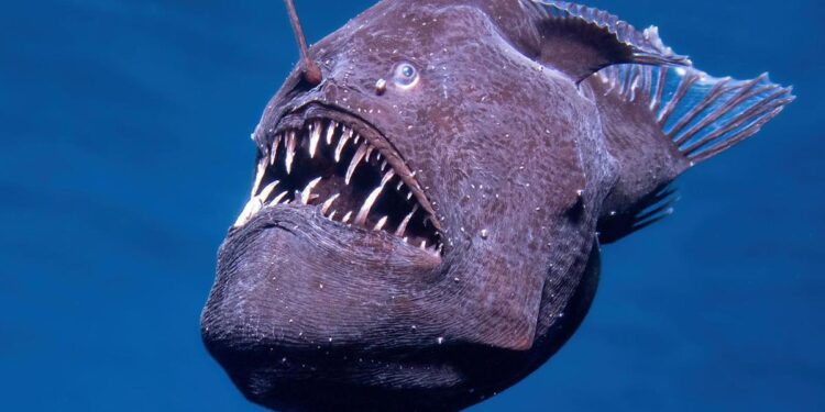 Avistado por primera vez vivo un diablo negro adulto en la superficie del mar: ‘Es un pez legendario’