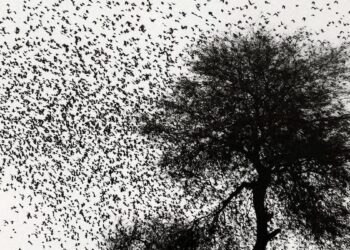 ‘Matador’, la revista objeto de deseo del arte y la cultura, regresa con González Iñárritu como invitado