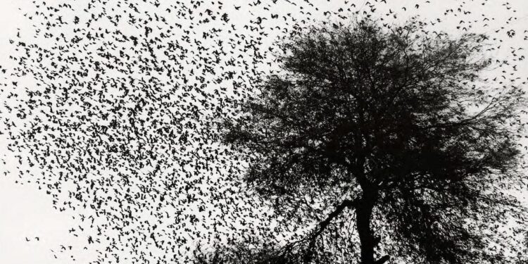 ‘Matador’, la revista objeto de deseo del arte y la cultura, regresa con González Iñárritu como invitado