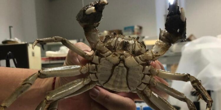 Detectan en Valencia varios ejemplares del dañino cangrejo chino tras la DANA