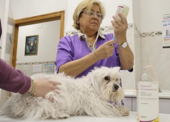 El coste de los tratamientos veterinarios se encarece desde enero hasta el doble