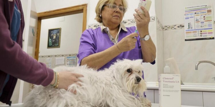 El coste de los tratamientos veterinarios se encarece desde enero hasta el doble