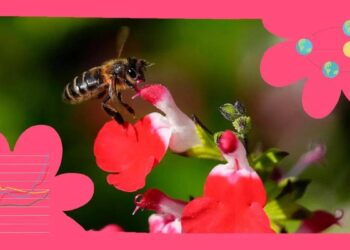 ¿Por qué la primavera la sangre altera, revoluciona las flores y trae de vuelta a las golondrinas?