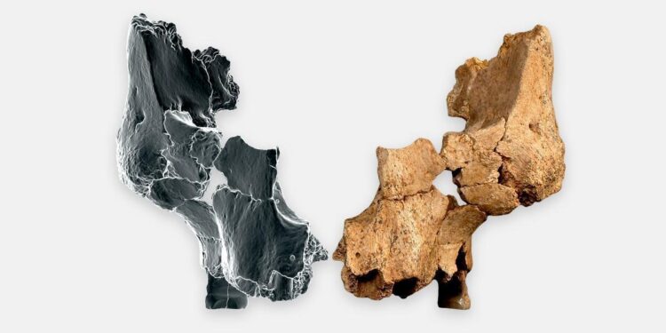 Descubierto en España el rostro humano más antiguo de Europa