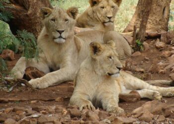 Promiscuas, fieras y diversas: así son las hembras según Lucy Cooke