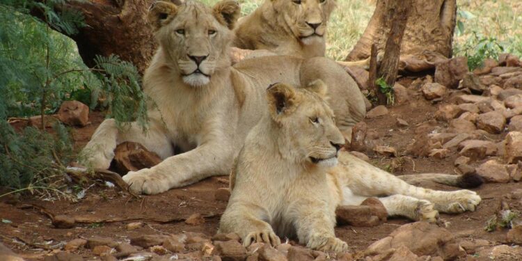 Promiscuas, fieras y diversas: así son las hembras según Lucy Cooke