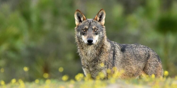 El PP se apoya en el PNV y Junts para desproteger a los lobos al norte del Duero