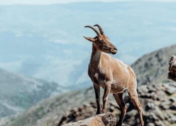 La ruta de senderismo a 2 horas de Madrid que alberga una carrera deportiva en una antigua calzada romana