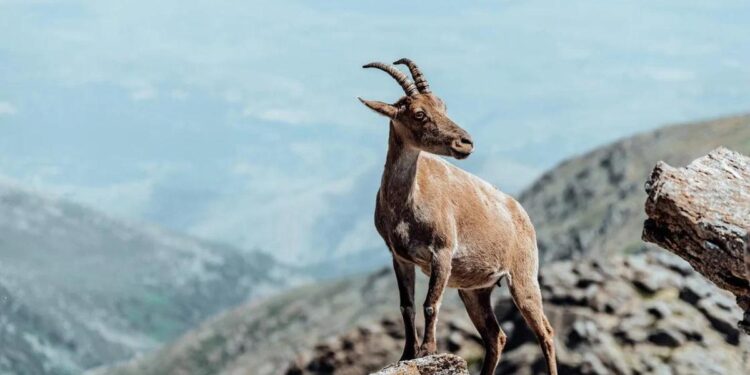 La ruta de senderismo a 2 horas de Madrid que alberga una carrera deportiva en una antigua calzada romana