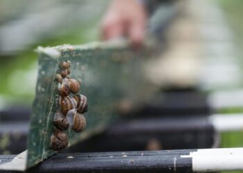 Una ‘app’ con inteligencia artificial para controlar a todos los caracoles