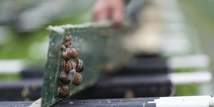 Una ‘app’ con inteligencia artificial para controlar a todos los caracoles