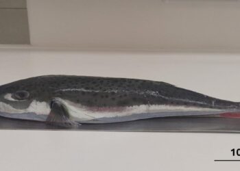 Alerta en el Mediterráneo: aparece un nuevo pez invasor capaz de amputar dedos