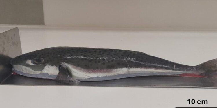 Alerta en el Mediterráneo: aparece un nuevo pez invasor capaz de amputar dedos