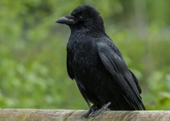 Los cuervos son capaces de reconocer formas geométricas