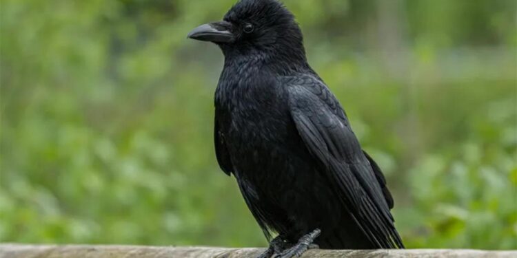 Los cuervos son capaces de reconocer formas geométricas