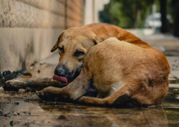 Hacia el fin del abandono: España unificará el registro de animales de compañía