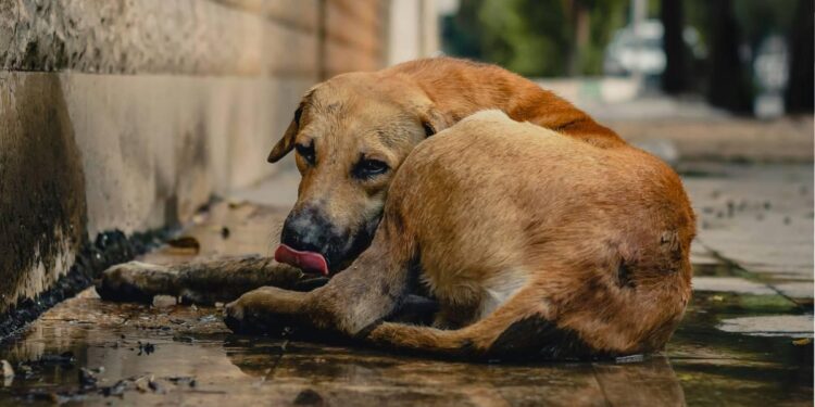 Hacia el fin del abandono: España unificará el registro de animales de compañía