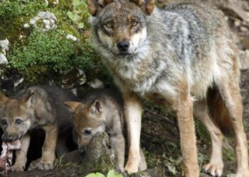 Entra en vigor la rebaja de la protección del lobo pero la situación aún no cambia en España ni en el resto de la UE