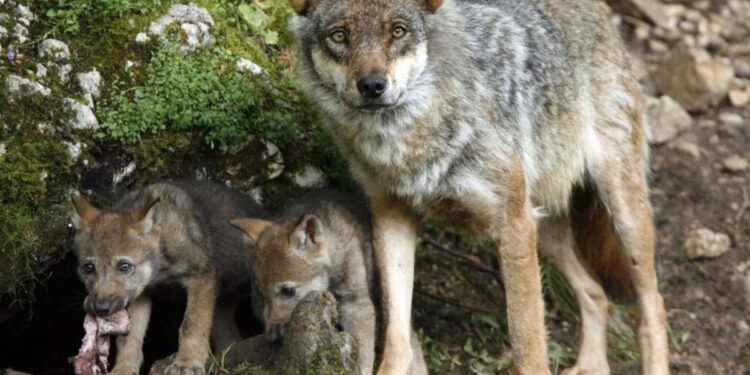 Entra en vigor la rebaja de la protección del lobo pero la situación aún no cambia en España ni en el resto de la UE