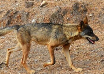 El lobo se podrá volver a cazar al norte del Duero tras la alianza en el Congreso de PP, Vox y PNV