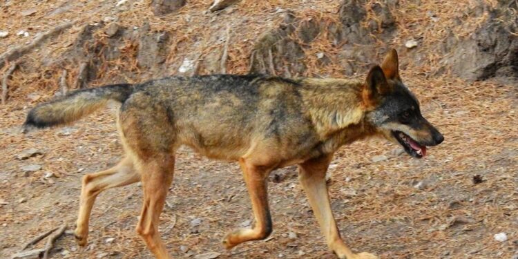 El lobo se podrá volver a cazar al norte del Duero tras la alianza en el Congreso de PP, Vox y PNV