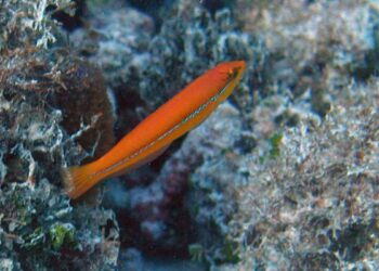 Hallan peces que usan herramientas: ‘Son mucho más inteligentes de lo que creemos’