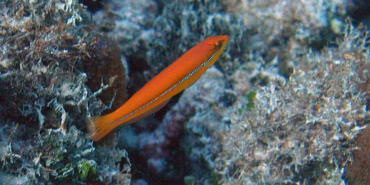 Hallan peces que usan herramientas: ‘Son mucho más inteligentes de lo que creemos’