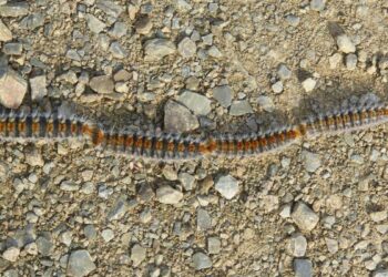 Procesionaria del pino: los múltiples beneficios ambientales de un animal muy peligroso