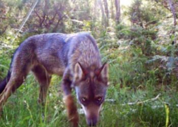 Emilio Fonseca, director de ‘Salvaxe, salvaxe’: ‘El lobo se utiliza como chivo expiatorio, igual que la inmigración o los okupas’