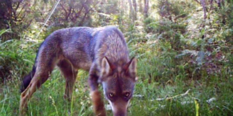 Emilio Fonseca, director de ‘Salvaxe, salvaxe’: ‘El lobo se utiliza como chivo expiatorio, igual que la inmigración o los okupas’