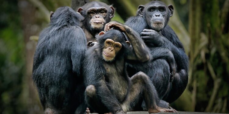 Si nuestro cerebro es casi idéntico al de los monos, ¿por qué nosotros escribimos poesía y ellos no?