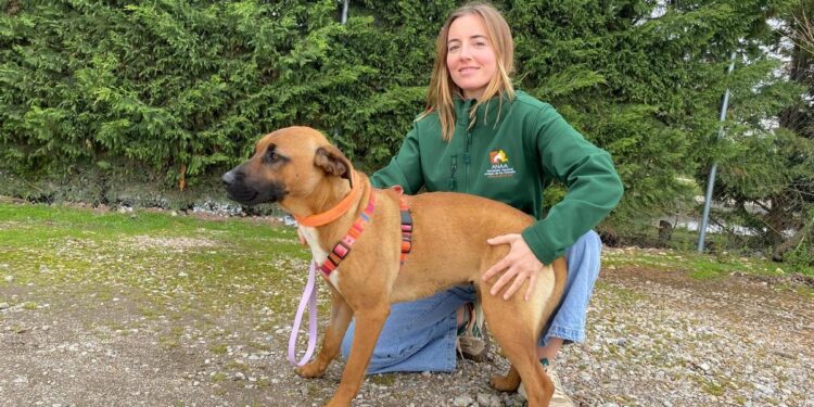 María Chamarro, coordinadora del centro de adopción animal ANAA: ‘Adoptar un animal salva dos vidas’