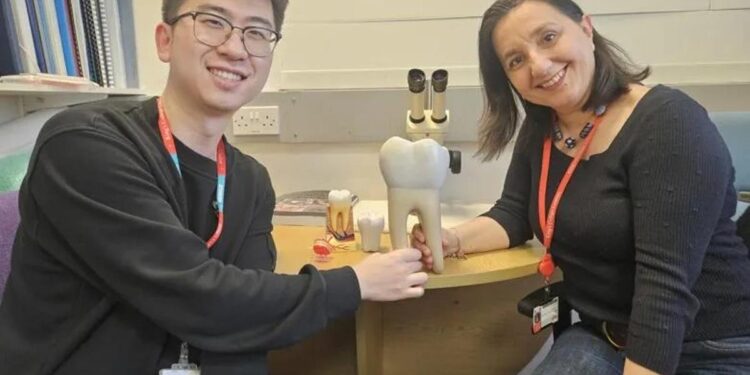 Revolución dental: dientes vivos cultivados en laboratorio podrían reemplazar los implantes