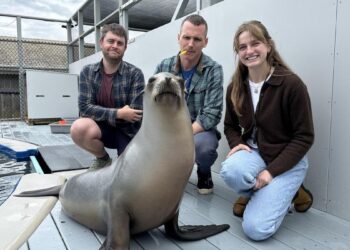 Ronan, la leona marina que supera a los humanos en capacidad para seguir el ritmo musical
