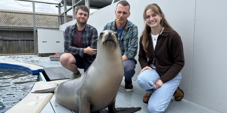 Ronan, la leona marina que supera a los humanos en capacidad para seguir el ritmo musical