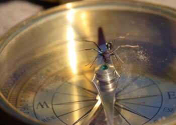 Los hormigas del desierto usan la polaridad del campo magnético terrestre para ubicarse