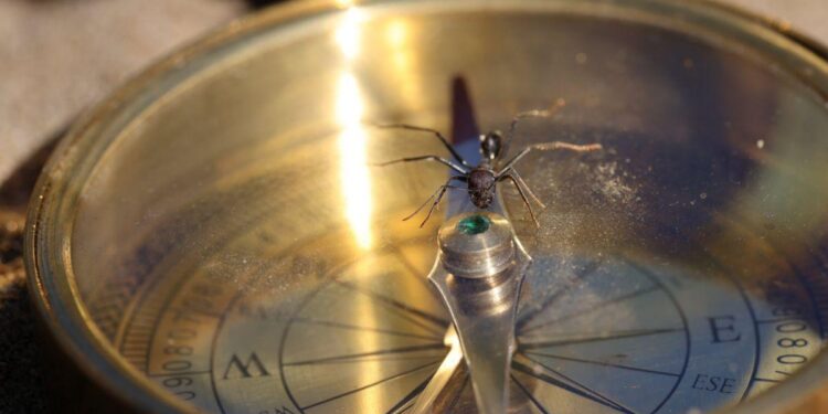 Los hormigas del desierto usan la polaridad del campo magnético terrestre para ubicarse