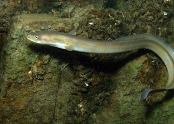 La enigmática vida de las anguilas: todas las de España vienen del Triángulo de las Bermudas