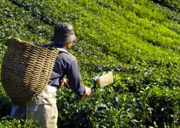 Los beneficios del té según su color: ¿adelgaza el té verde? ¿rejuvenece el blanco? ¿fortalece el negro?